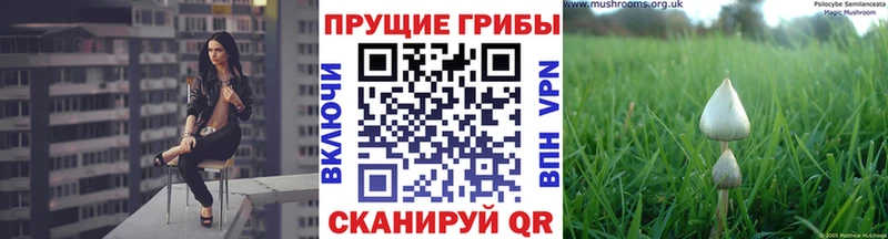 наркота Строитель гидра как зайти Псилоцибиновые грибы прущие грибы